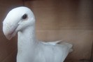 SAM_0265