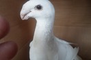 SAM_0266
