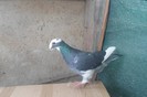 SAM_0288