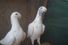 SAM_0293