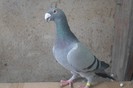 SAM_0295