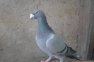 SAM_0296