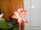 DSCN2480