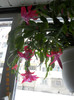 DSCN2481