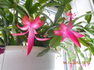 DSCN2486