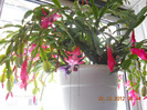 DSCN2488