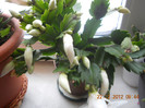 DSCN2491