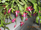 DSCN2496
