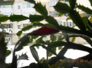 DSCN2497
