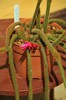 Aporocactus flagelliformis