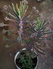 Bryophyllum tubiflorum-Kalanchoe tubiflora