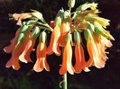 inflorescenta Bryophyllum tubiflorum (Kalanchoe tubiflora)