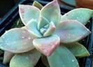 Graptopetalum paraguayense