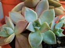 Graptopetalum paraguayense