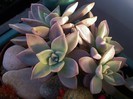 Graptopetalum paraguayense