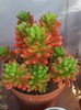 Sedum rubrotinctum