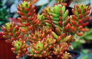 Sedum rubrotinctum