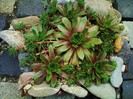 Sempervivum hb.