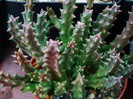 Stapelia variegata