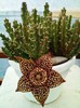Stapelia variegata (floare)