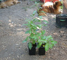 GOJI-lycium barbarum chinensis- Ningxia NQ 1