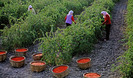 Plantatie Goji foto net