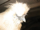 Cocosi Decembrie 2012 007