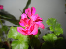Bright Odette Geranium (2012, Dec.25)