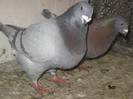IMG_0538