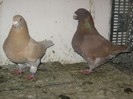 IMG_0595
