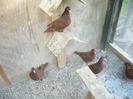 793953lelevage_006