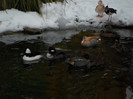 SAM_0039