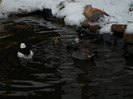 SAM_0043