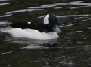 SAM_0051