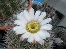 peitscherianum - floare