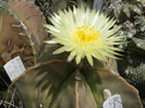 myriostigma - 02.06.2012