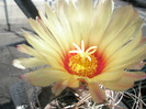 capricorne - floare