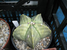myriostigma v. nudum (Lucian) - sem 2006