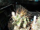 ornatum 1