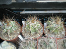 ornatum - 25.08.2012