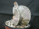 myriostigma crapat - lateral