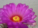 bicolor - floare