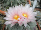 rinconensis v. pymatothele - detaliu floare