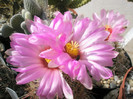 bicolor v.tricolor - flori