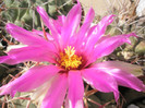 heterochromus (Hajek) - floare