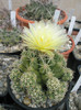 leucacanthus v. leucacanthus - 17.07