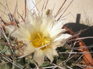 rinconenesis - floare