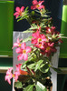 Adenium cu flori- 01.10