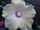columbine