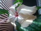 buna